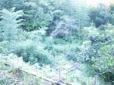 綾町（北俣）
